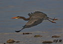 Ardea herodias